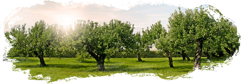 Dalından taptaze